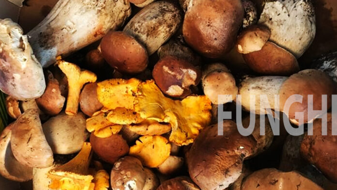 funghi